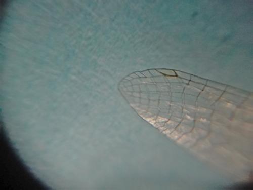Erythromma lindenii
